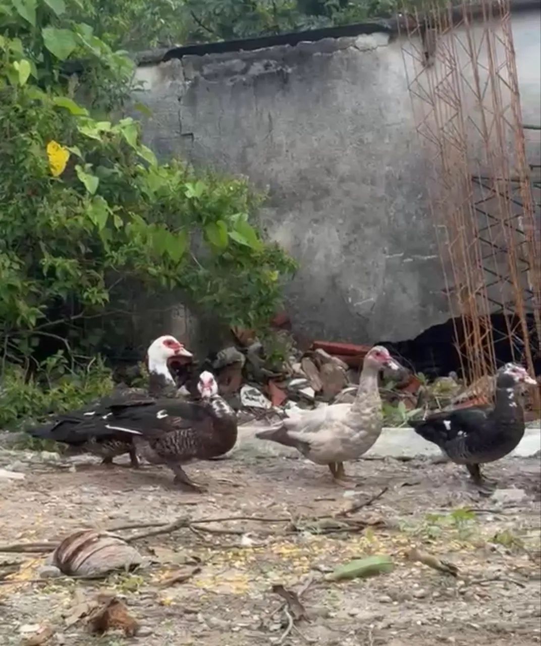 Patos  - Foto 3