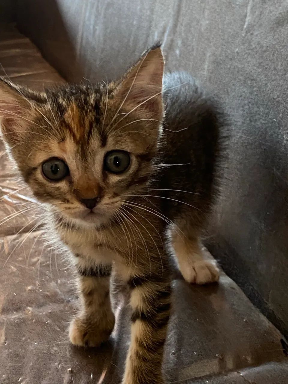 Gatinhos adoção responsável  - Foto 4