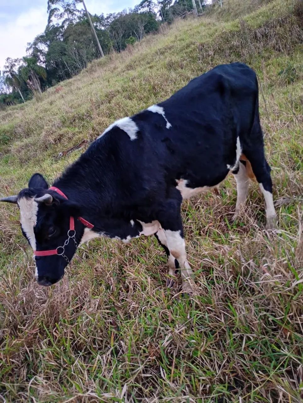 Vende garote com 2 anos ou troca  - Foto 3