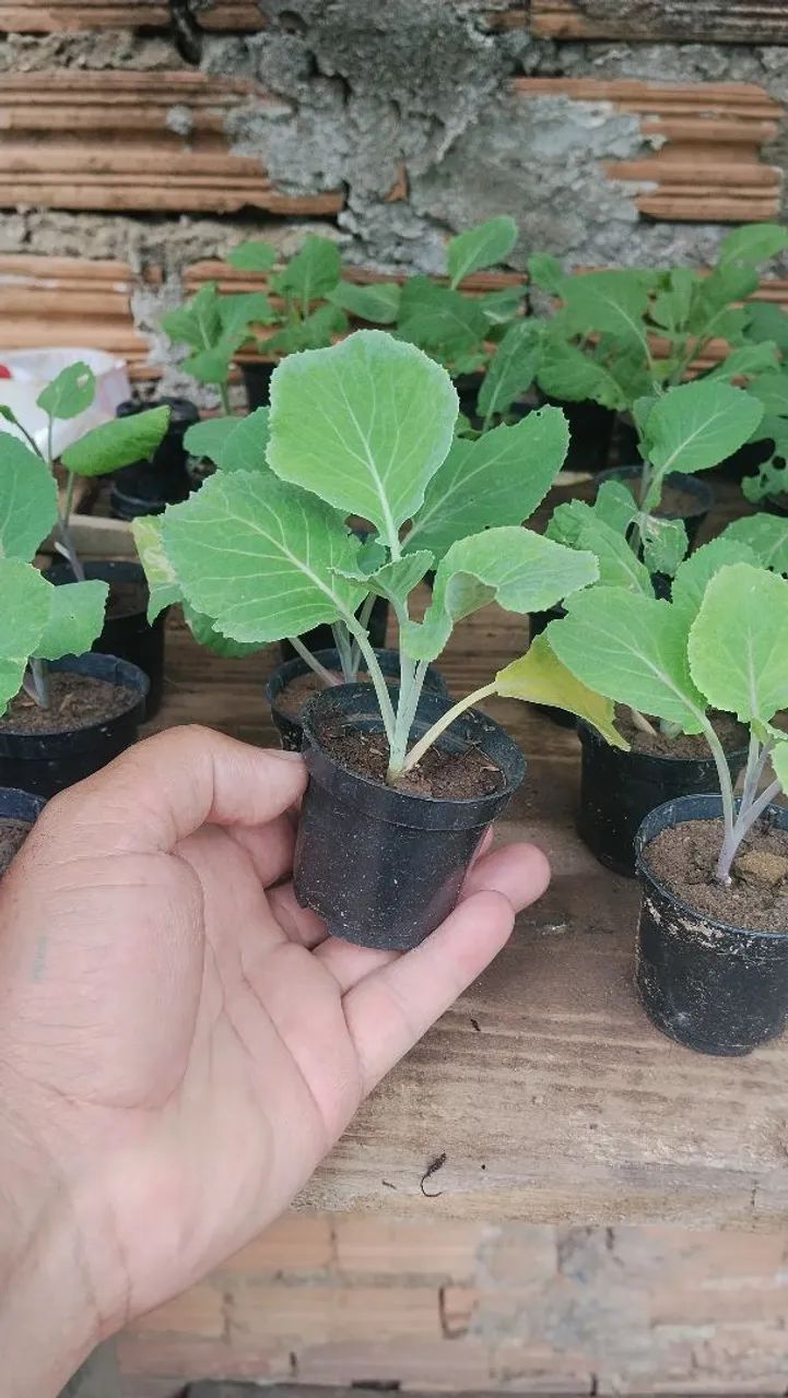 Mudas de couve orgânica  - Foto 2