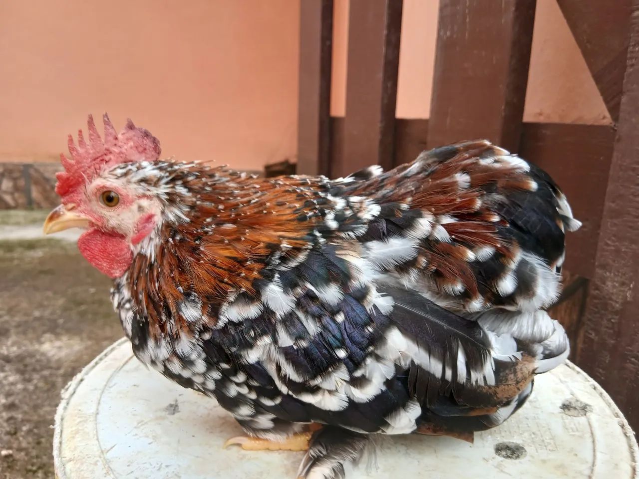 Vendo  galo suro  - Foto 2