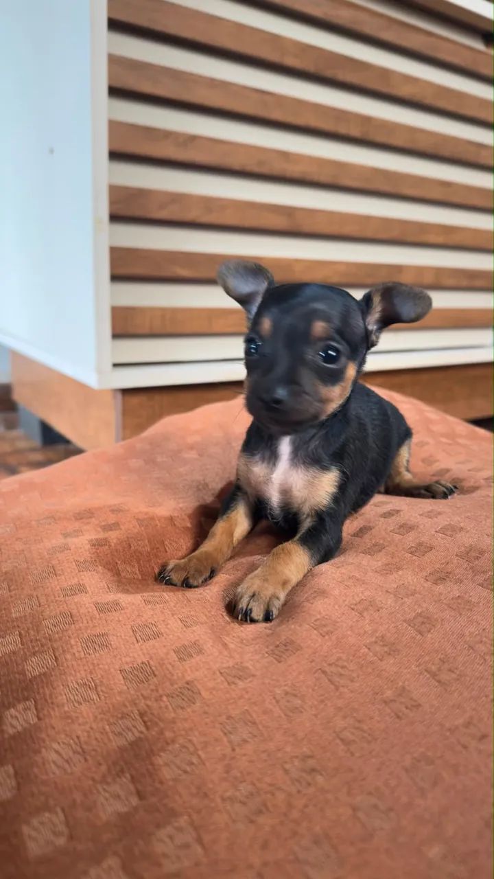Pinscher zero - Foto 4