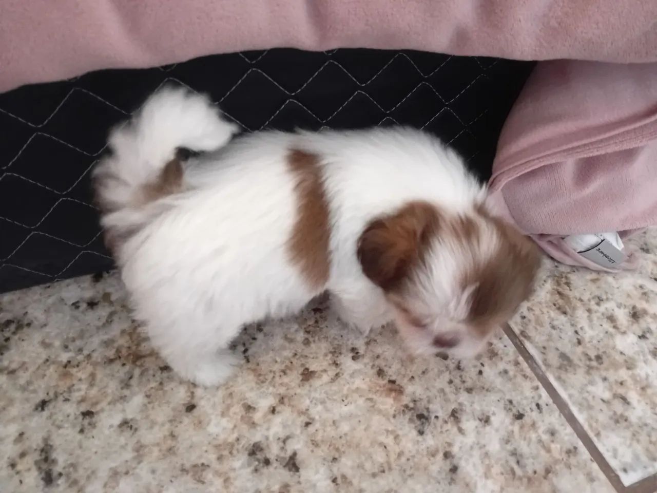 Filhotes de shitzu  - Foto 2