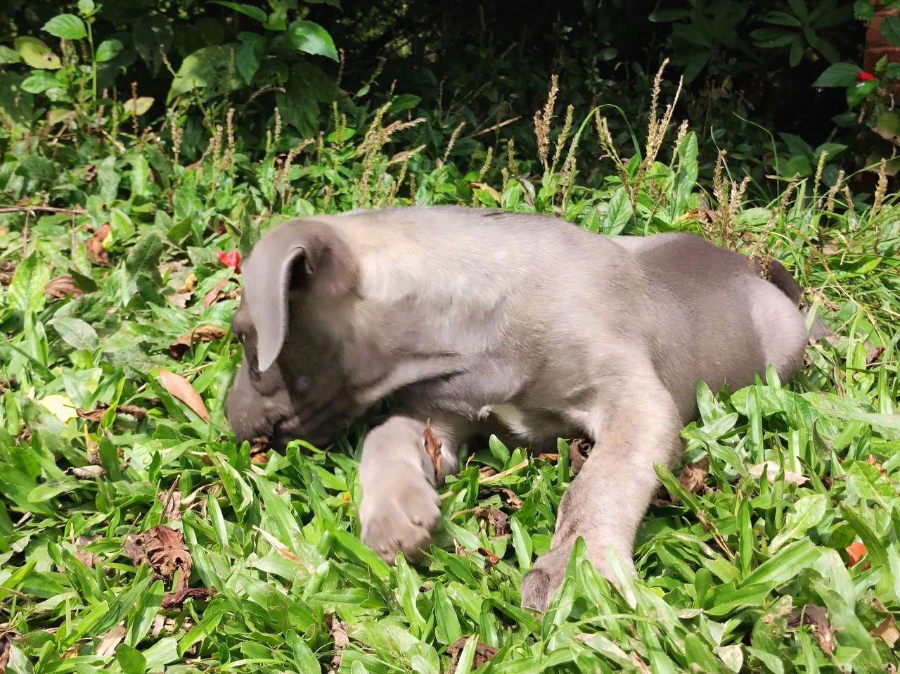 Cane Corso fêmea com pedigree  - Foto 5