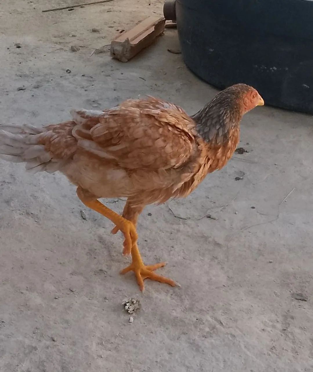 FRANGO ÍNDIO PURO - Foto 2