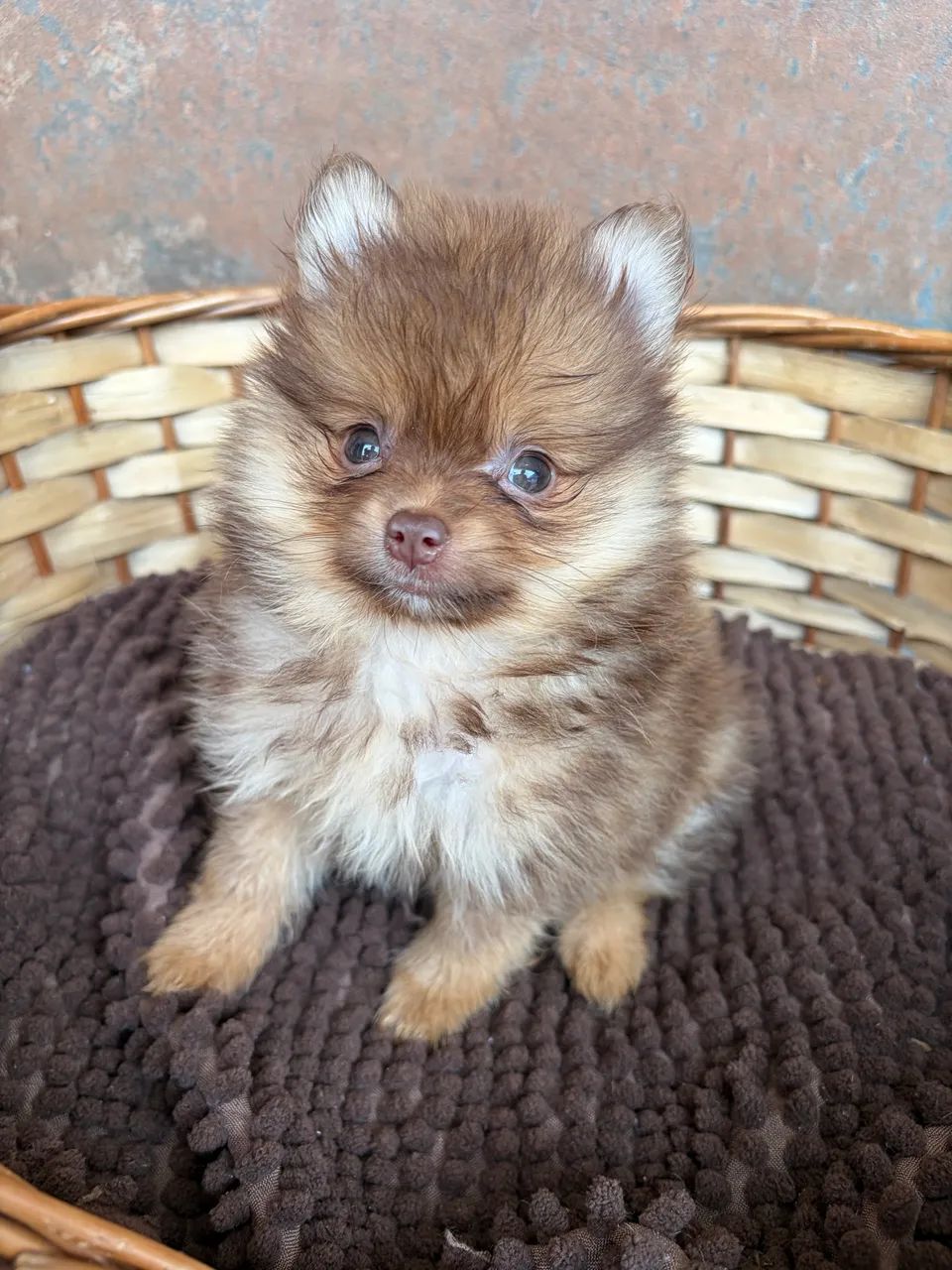 Menino chocotan Spitz Alemão  - Foto 3