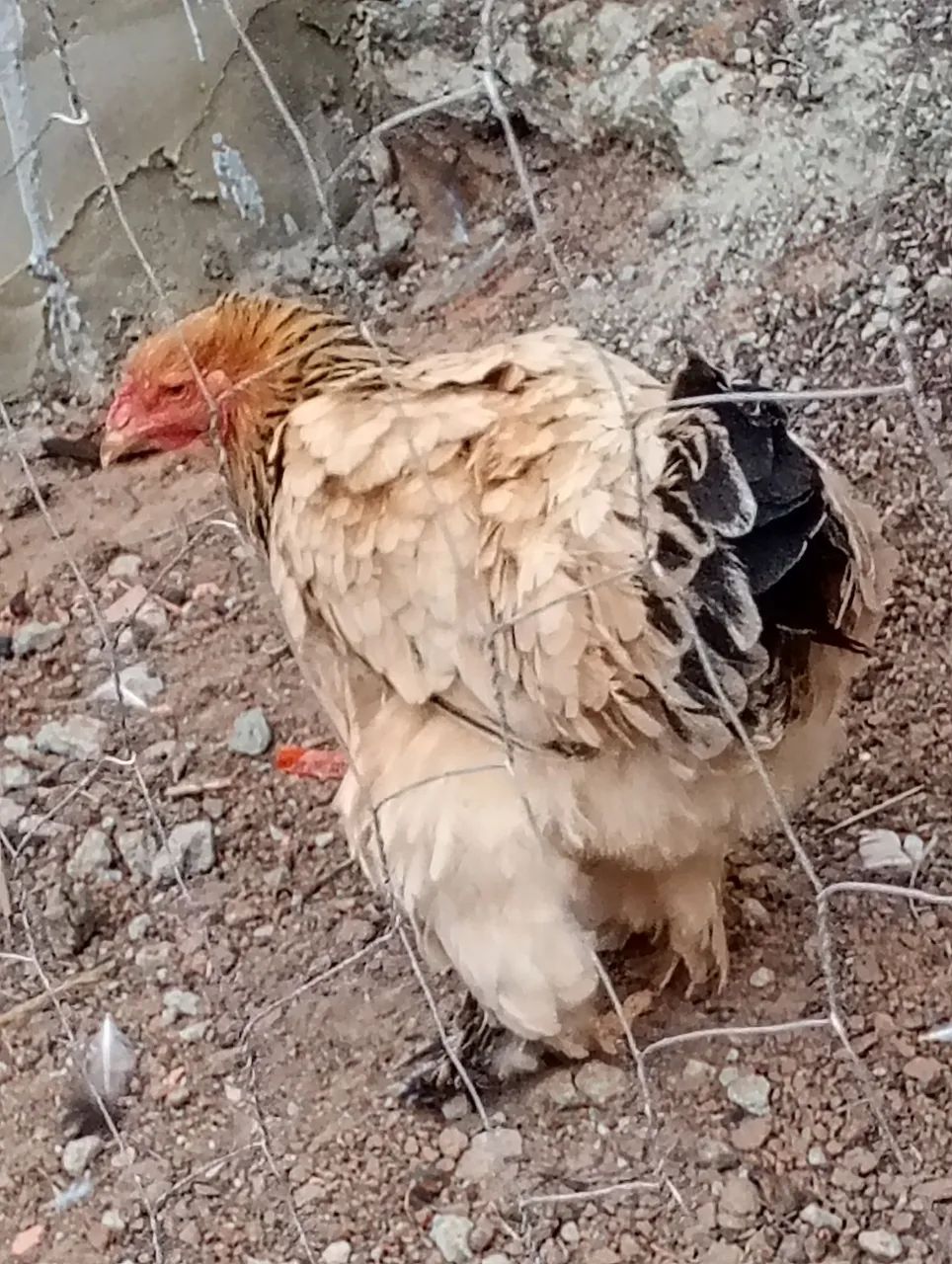 Ovos galados de brahma - Foto 2