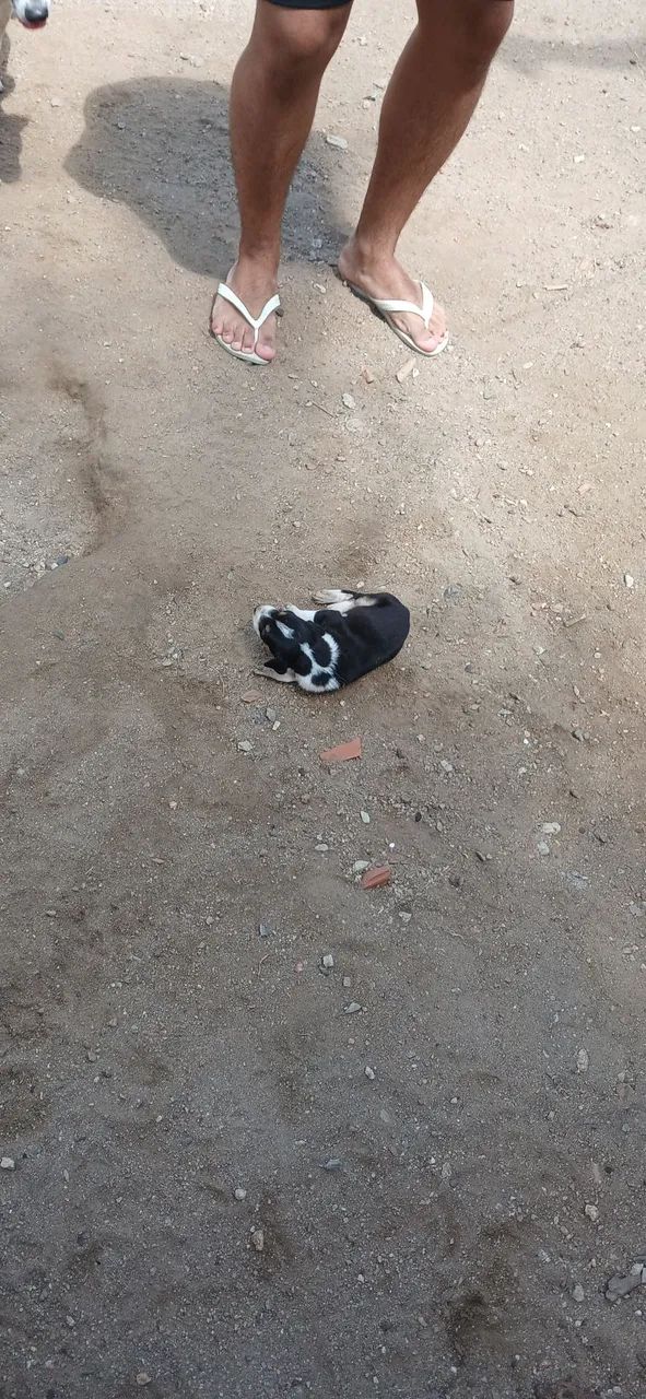 Adoção de pet - Foto 4