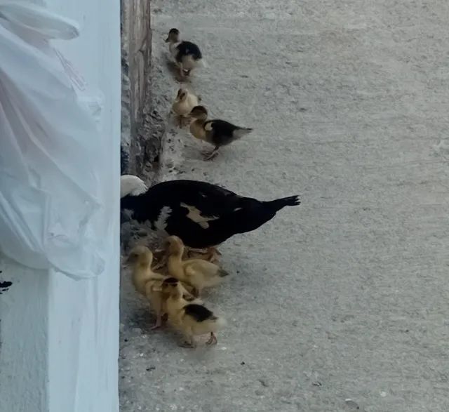 Filhote de patos - Foto 2