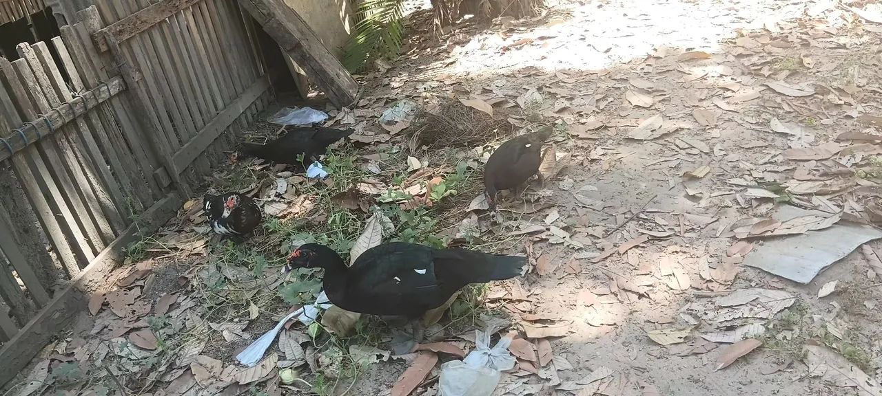 Animais
