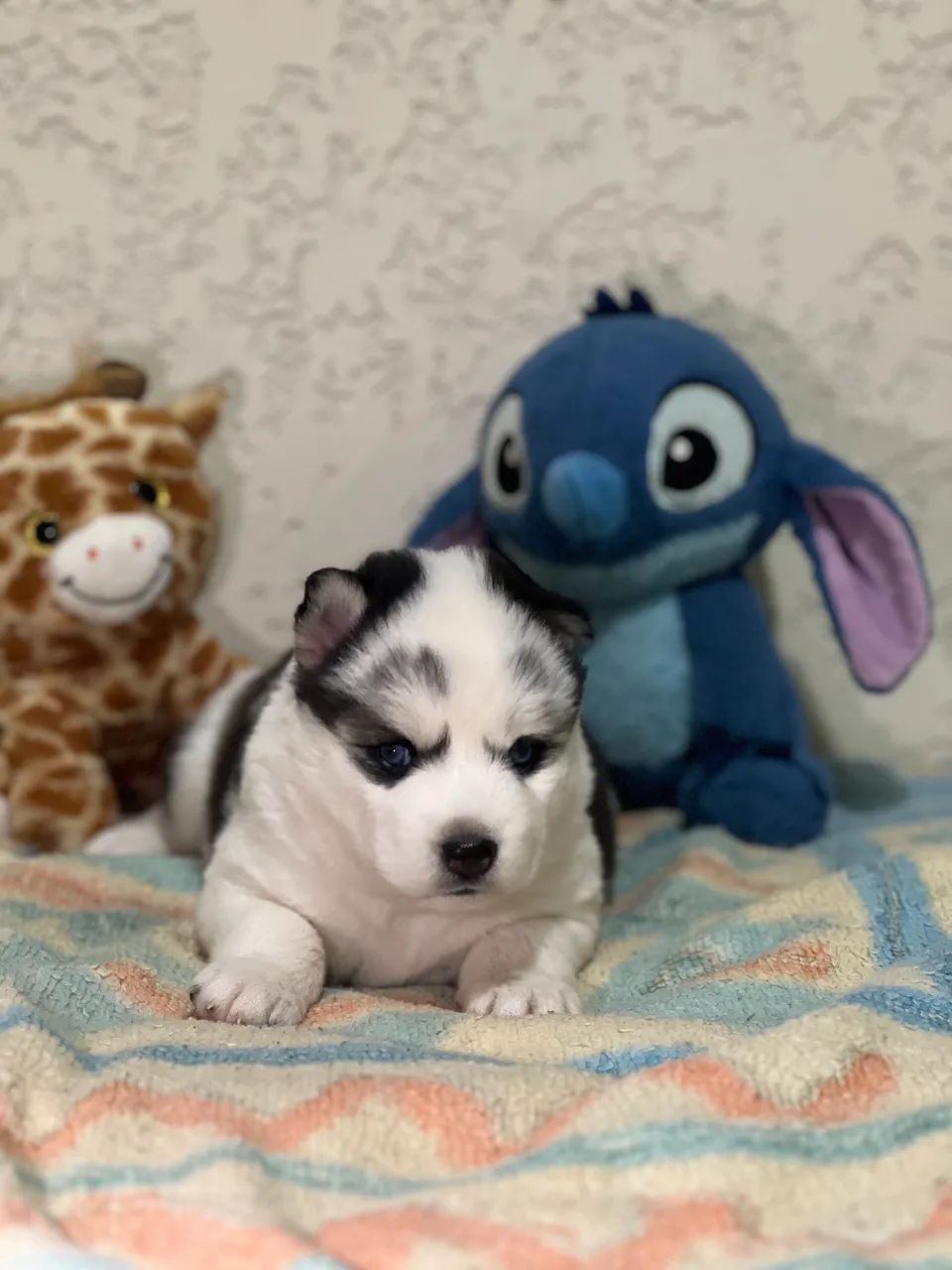 Husky siberiano  - Foto 3