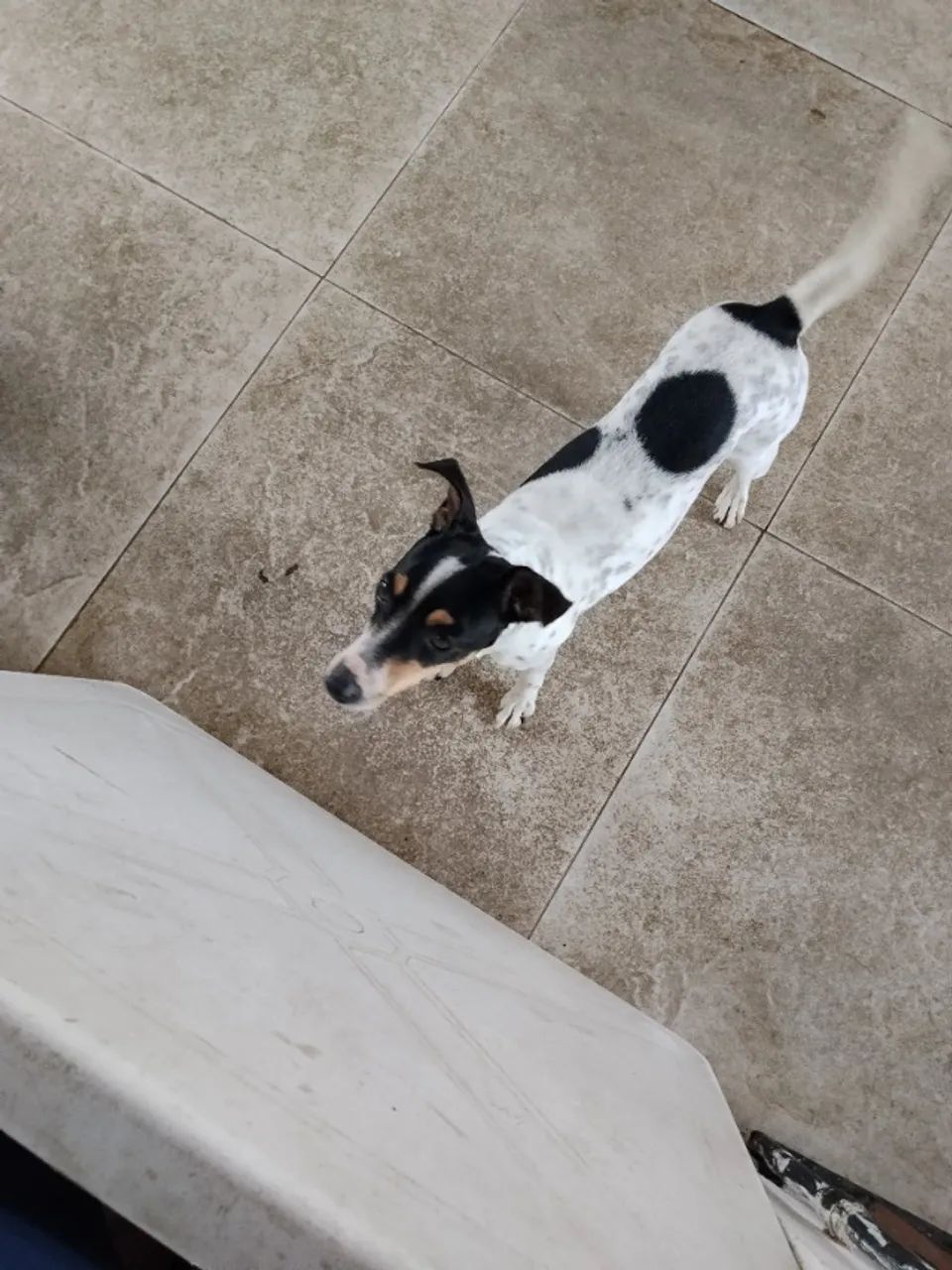 Cachorra Fox Paulistinha  - Foto 4