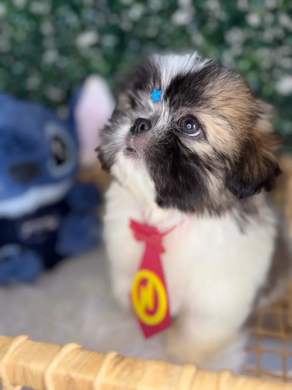 Shitzu teu presente de dia das crianças  - Foto 2