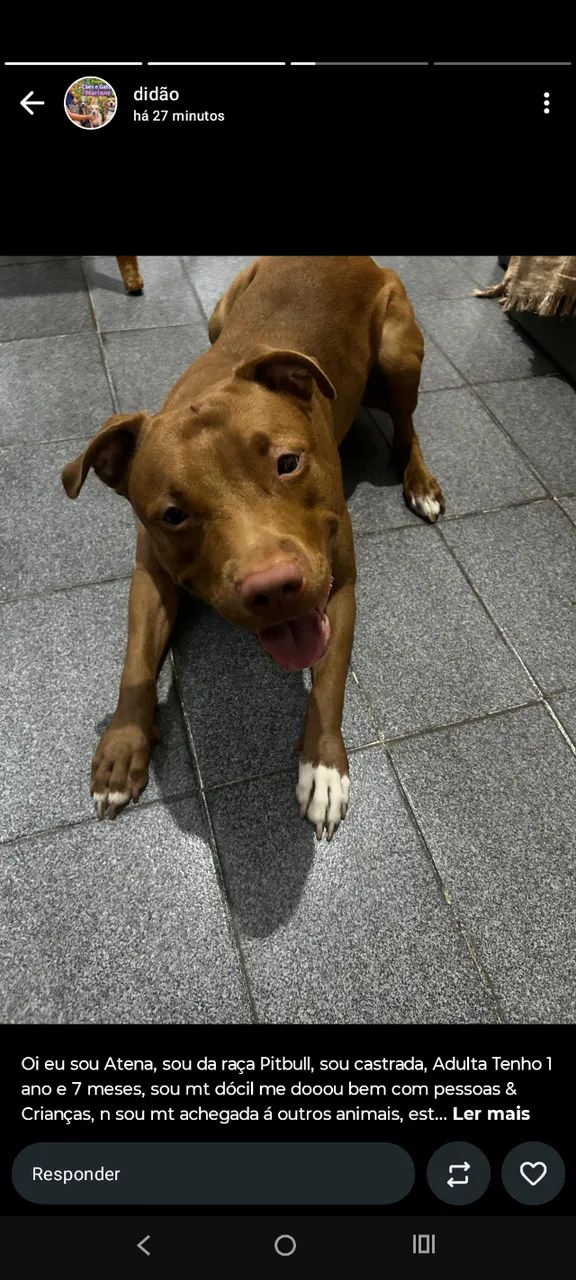 Cadela - Foto 2
