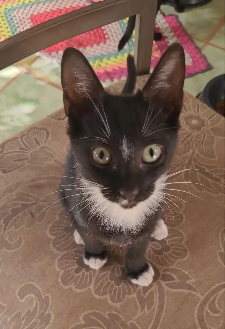 Gatinhos disponíveis para adoção responsável - Foto 2