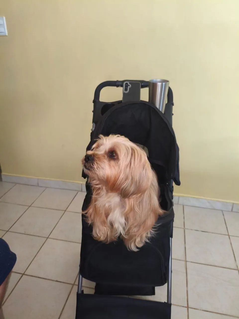 Carrinho Passeio PET - Foto 5