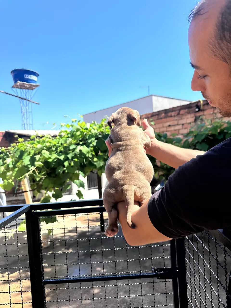 American bully micro  - Foto 3