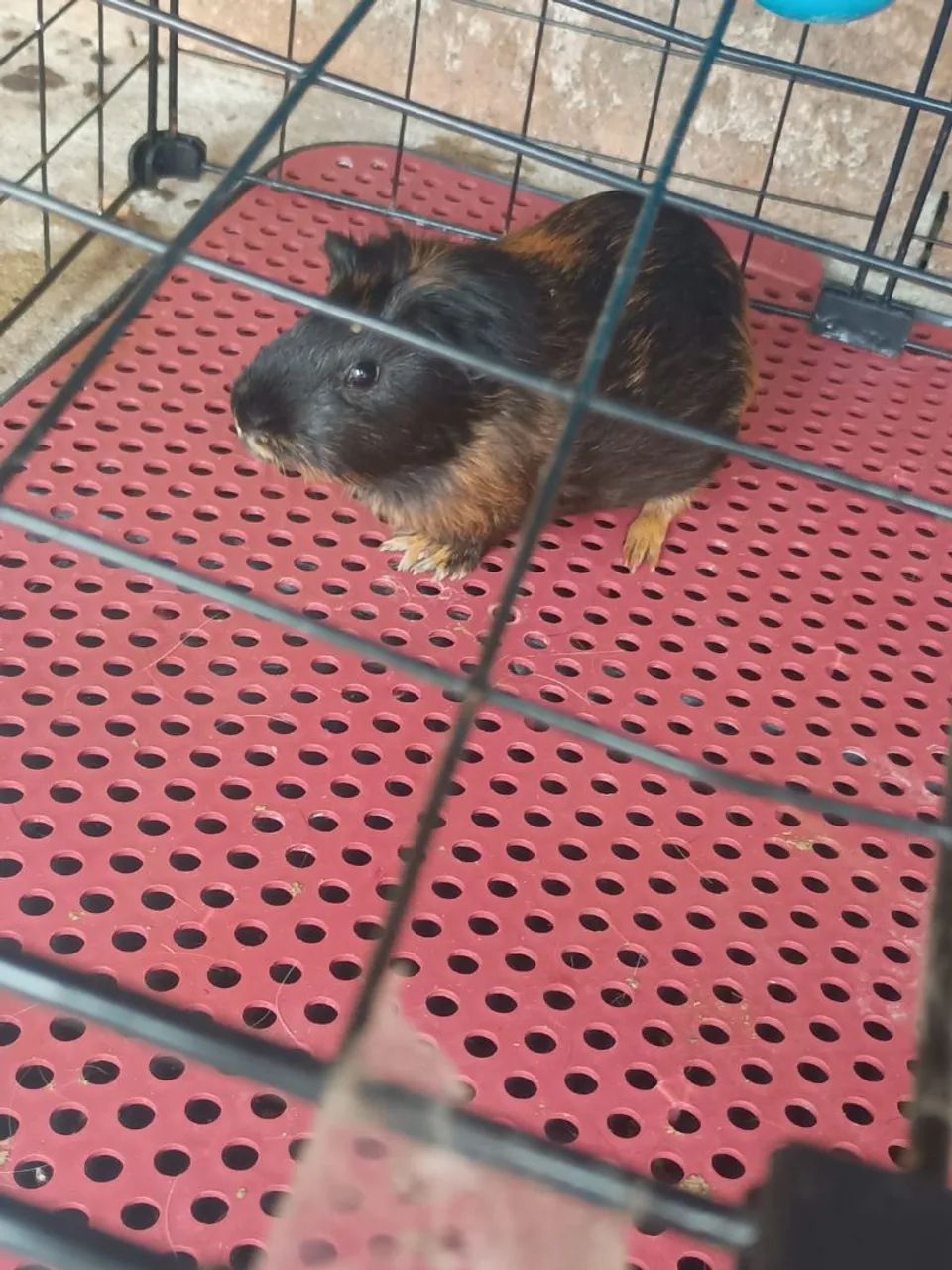 DOAÇÃO!! Porquinho da India - Foto 2