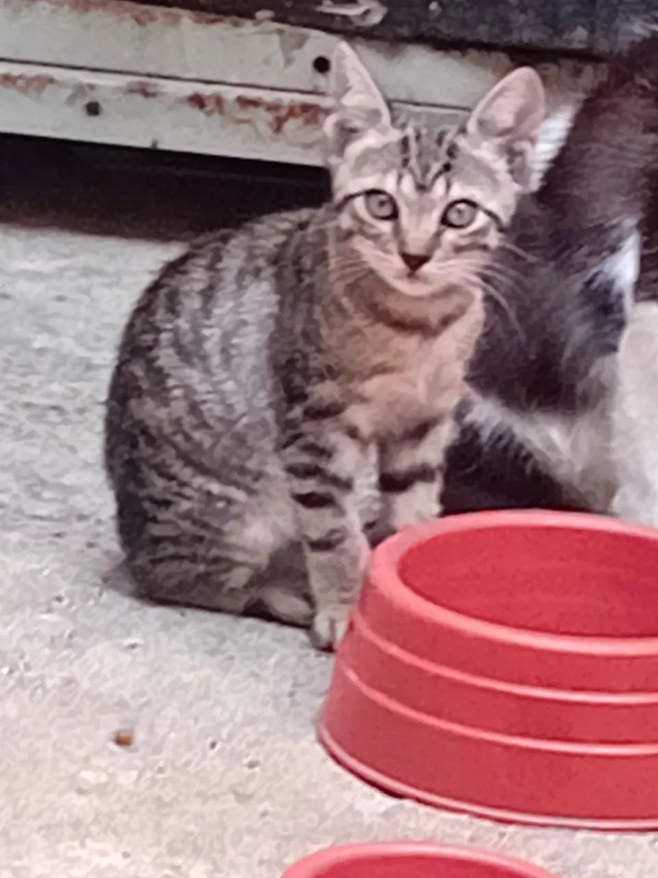 Adote um felinofique feliz e ele mais feliz!!!? - Foto 3