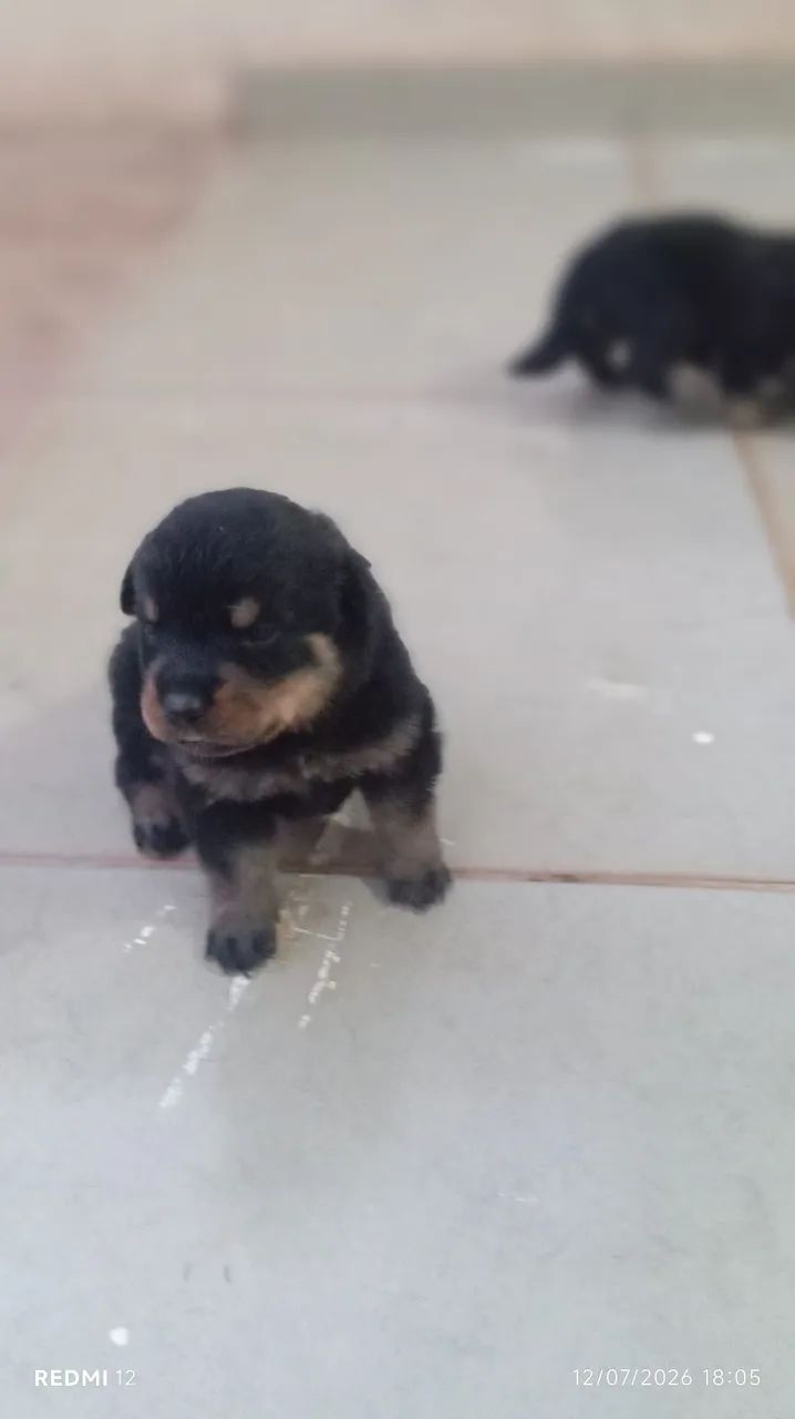 Filhotes de rottweiler interessado chama  - Foto 2