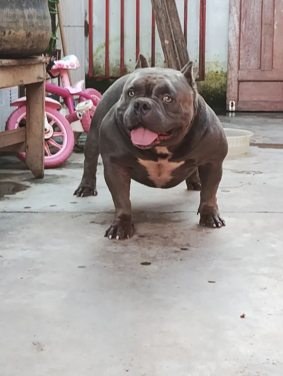Disponível para cruzar  - Foto 3