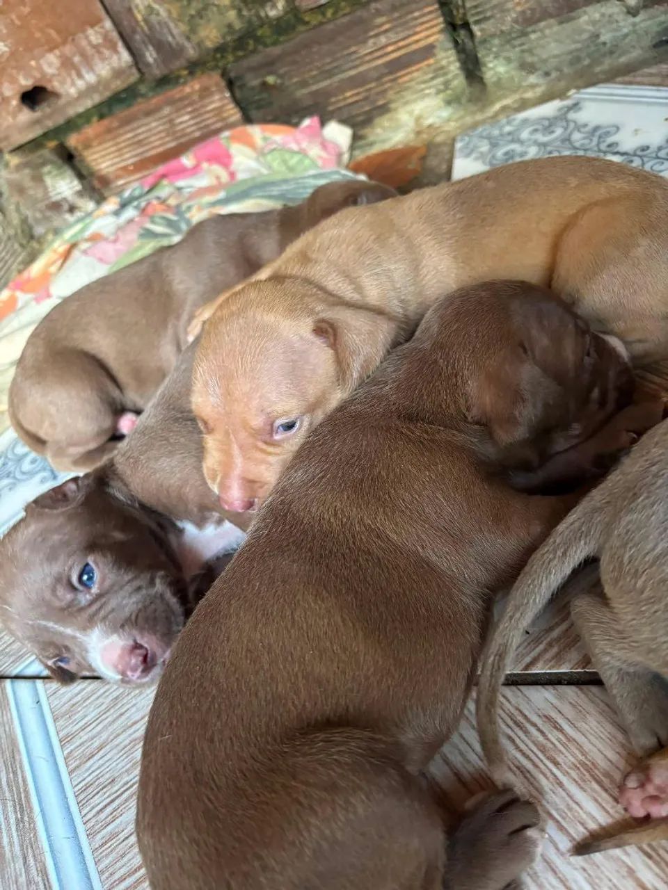Pit Monster