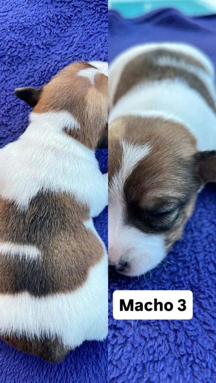 Filhotes de Jack Russel  - Foto 4