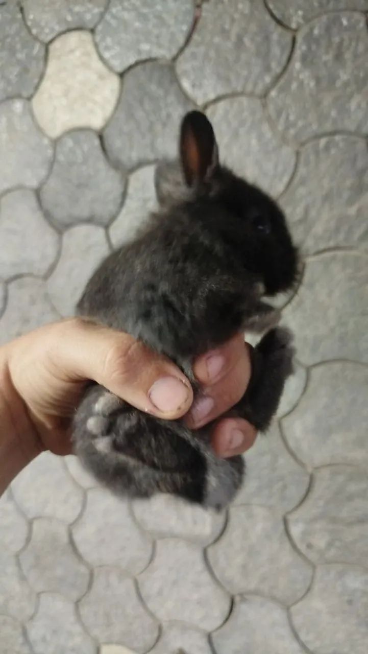 Mini coelho  - Foto 4