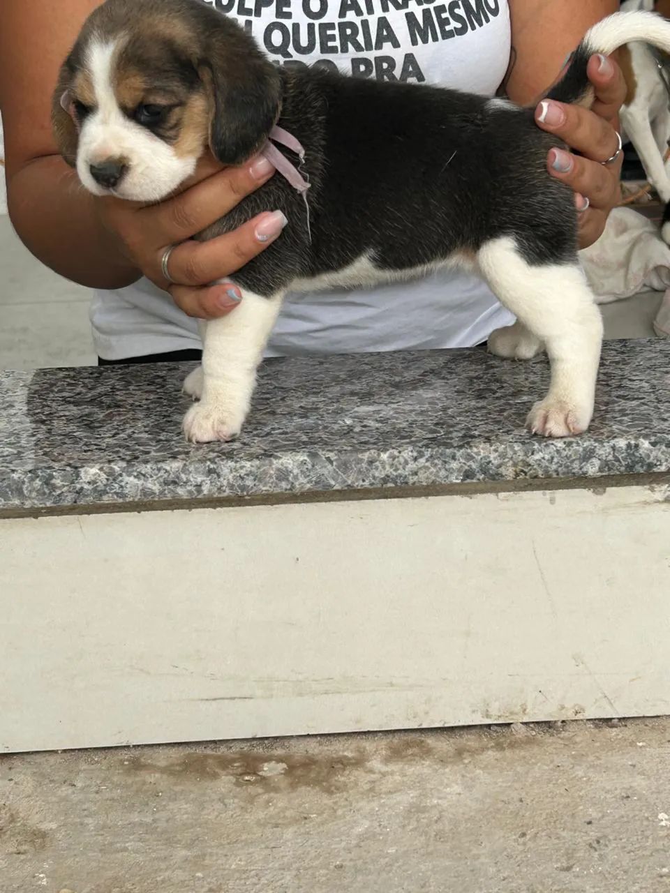 Mini beagles 13 polegadas  - Foto 4