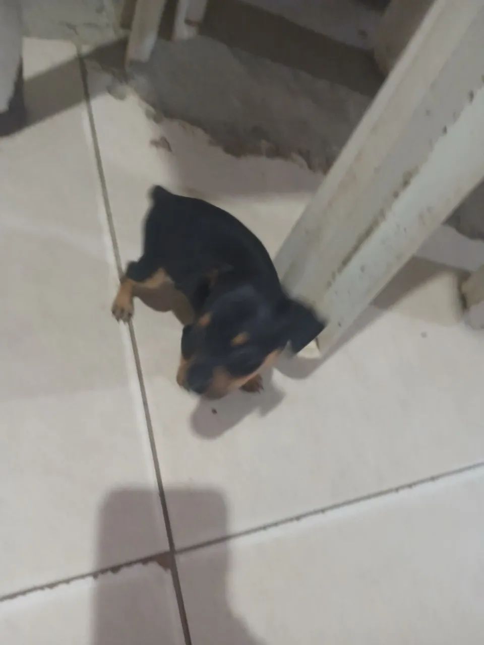 Vendeu um pinscher macho 
