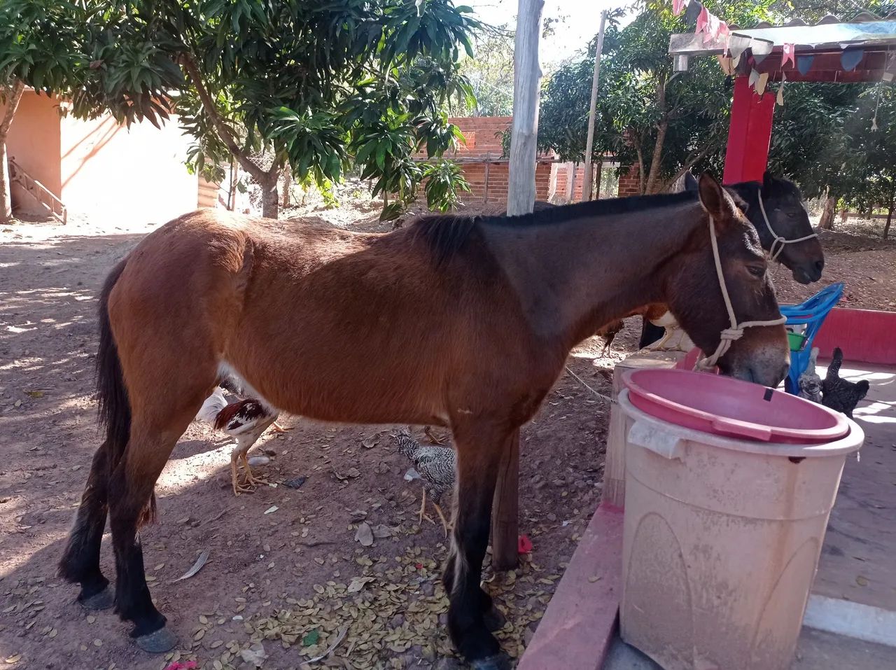 Égua 3 anos manchinha  - Foto 4