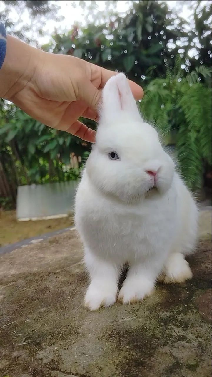 Coelho Netherland Dwarf Macho BEW - Foto 2