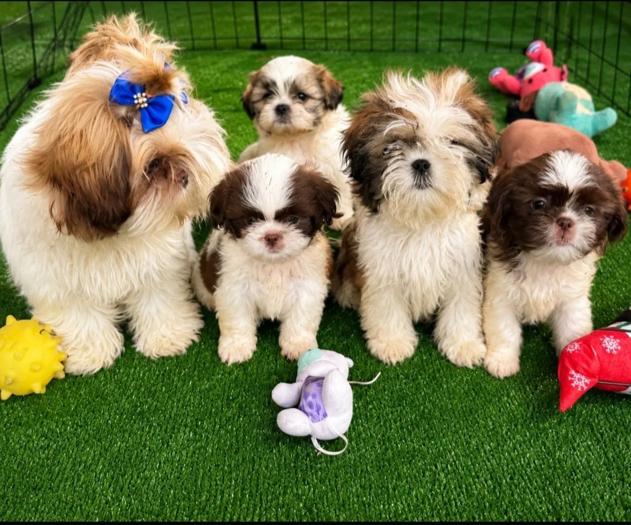 Shih Tzu ! ? - Foto 4