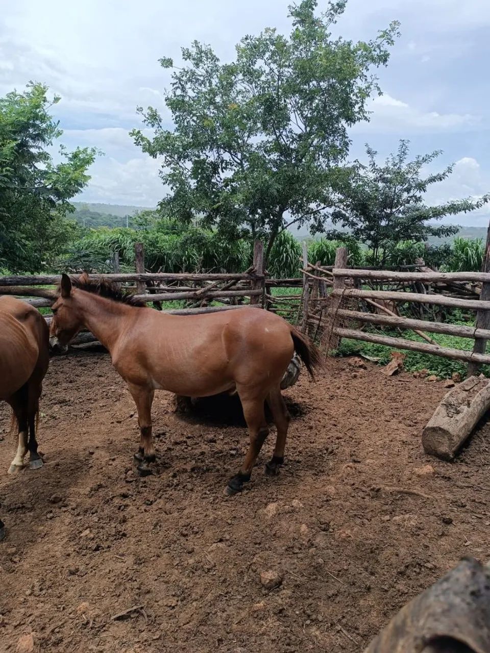 Vendo Burro  - Foto 5