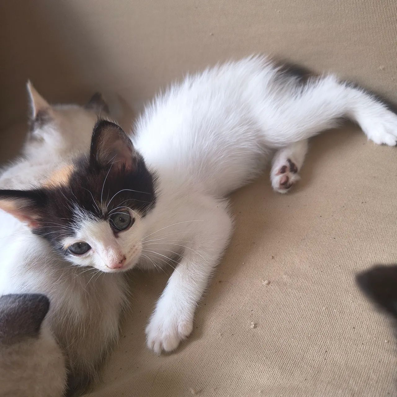 Estou doando filhotes de gato - Foto 4