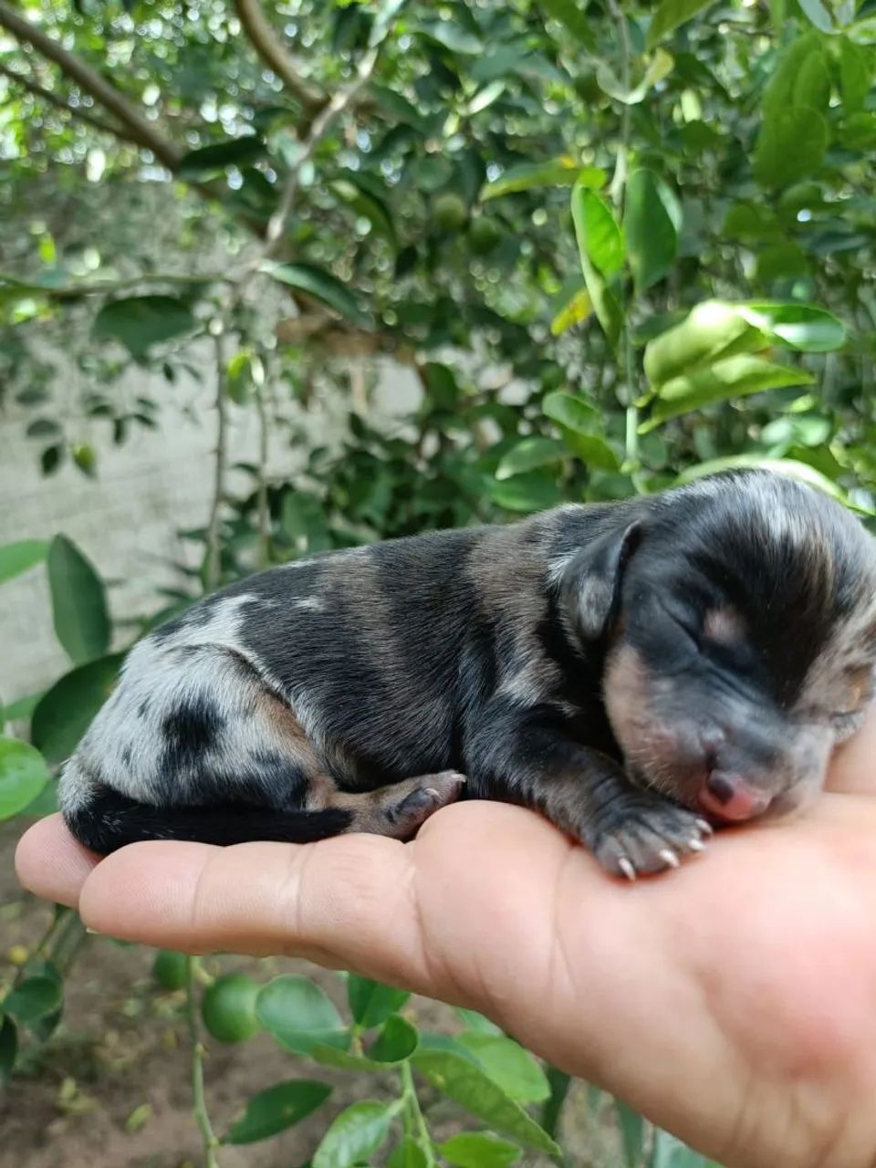 Daschund Mofadinho