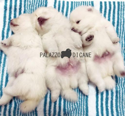 Filhotes de Lulu da Pomerânia(Spitz Alemão) Brancos