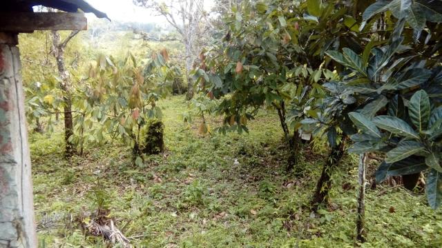 Terreno Rodovia Itabuna- Ilhéus - Foto 7