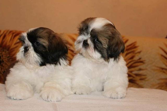 Filhote de shih tzu , canil ps