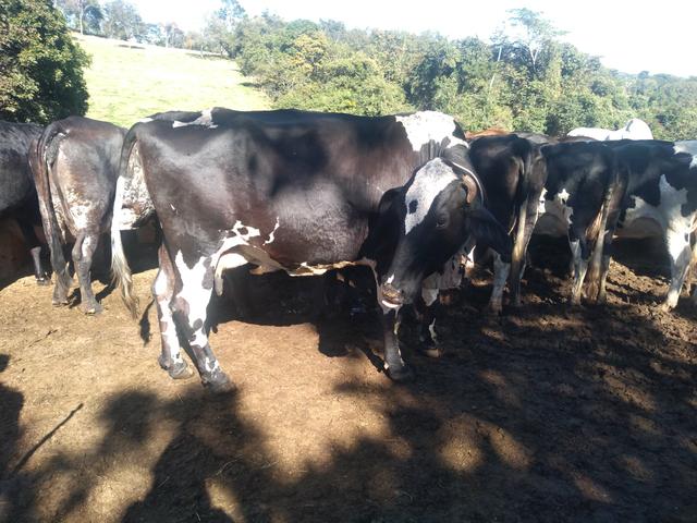 Vende 10 vacas girolanda - Foto 2