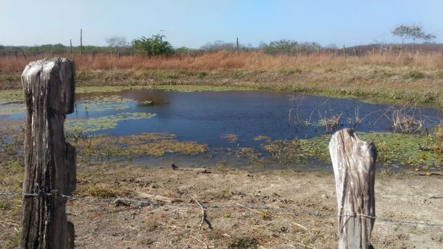 Fazenda de 7.000ha em Pilão Arcado - BA - Foto 8