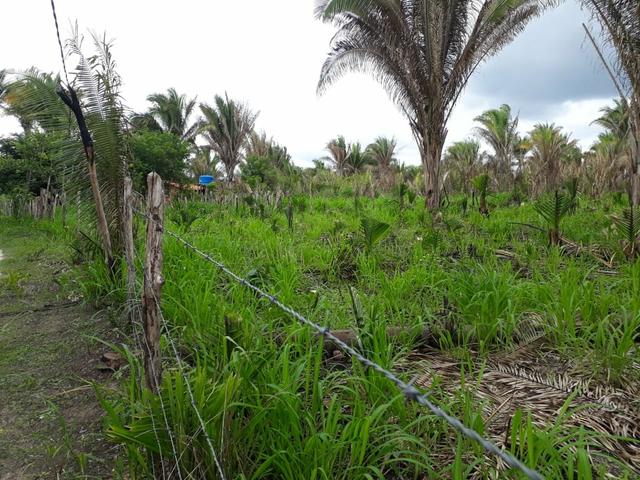 Terreno 200 hec. 30km do P Fiscal de Timon