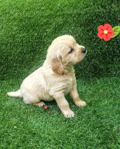 golden Retriever - Foto 2