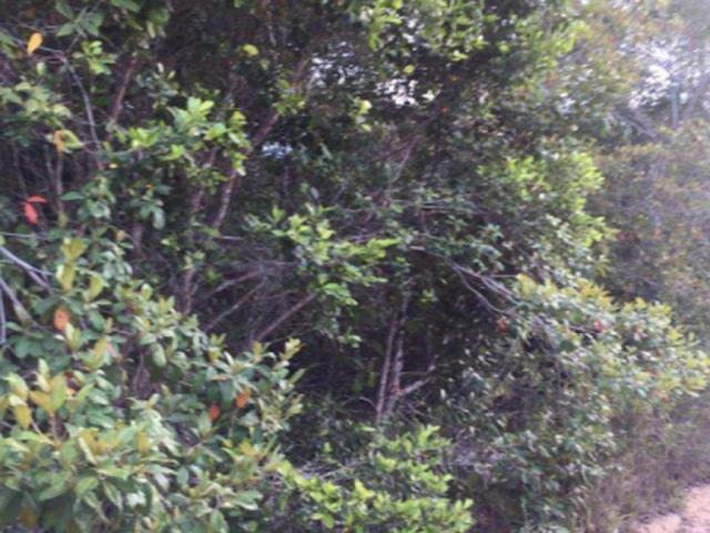 Terreno à venda em Trancoso, Porto seguro cod:J49351 - Foto 2