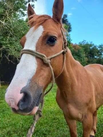 vendo cavalo frente aberta 🥇 【 OFERTAS 】