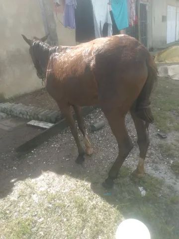 Piquira de montada e carroça 