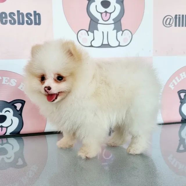 Spitz Alemão - Pedigree CBKC - 10x s juros com Garantia - Foto 2