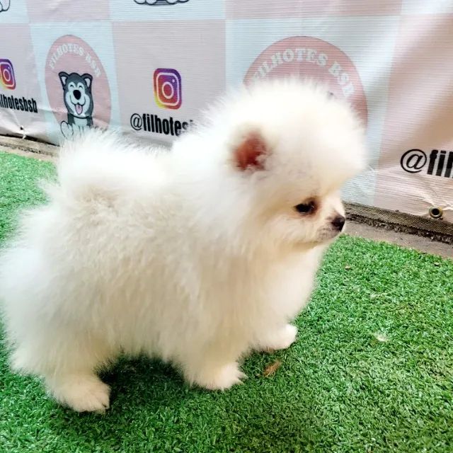 Spitz Alemão - Pedigree CBKC - 10x s juros com Garantia - Foto 6