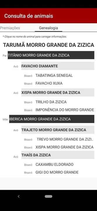 Cavalo Mangalarga Marchador de exposição  - Foto 3