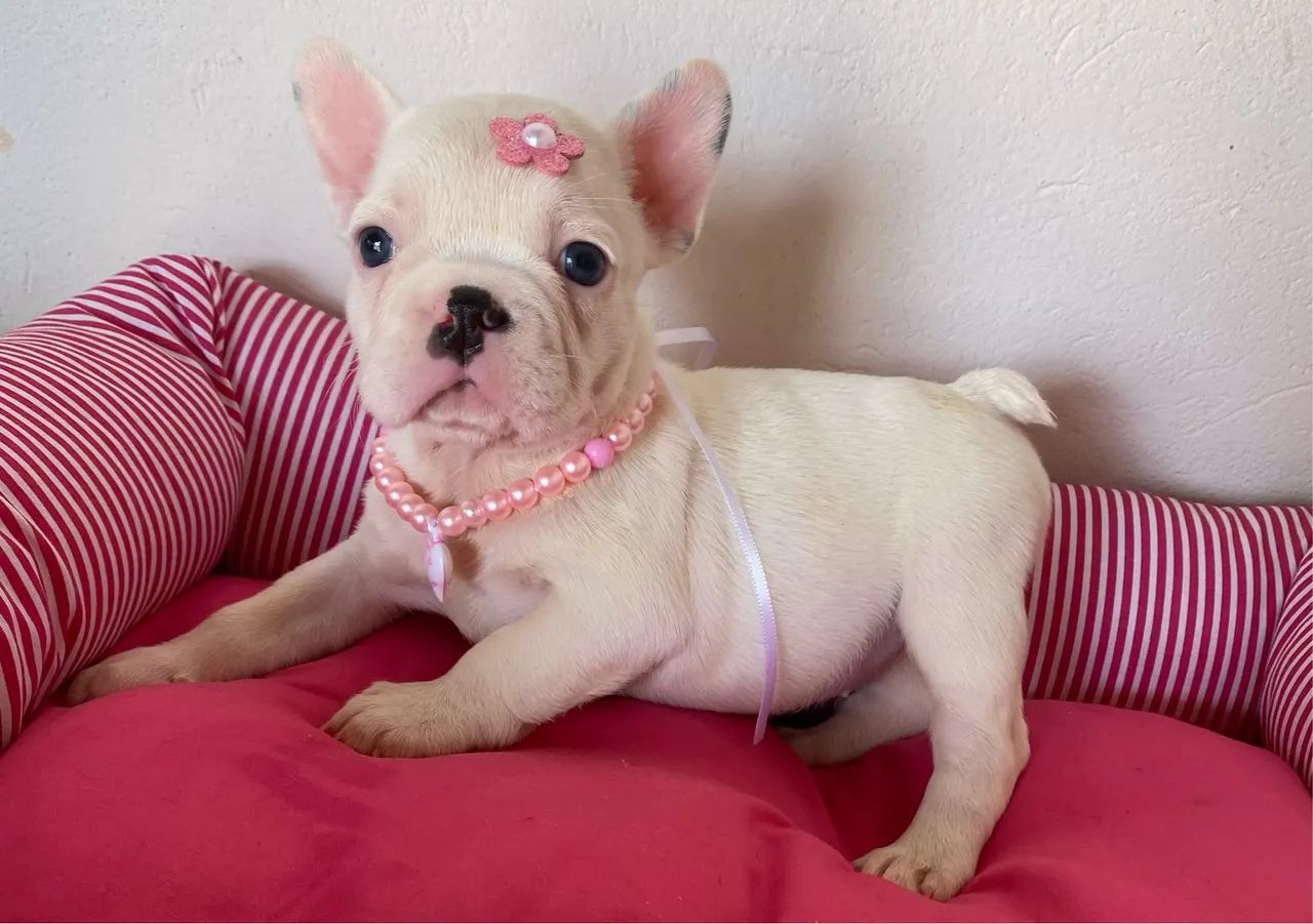 Buldogue francês fêmea  - Foto 5